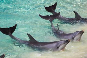 Dolphins, Sea World, Gold Coast, Queensland, Australia | Obraz na stenu