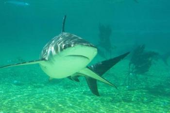 Shark, Sea World, Gold Coast, Queensland, Australia | Obraz na stenu