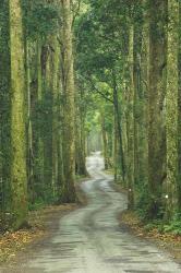 Road through Rainforest, Lamington National Park, Gold Coast Hinterland, Queensland, Australia | Obraz na stenu