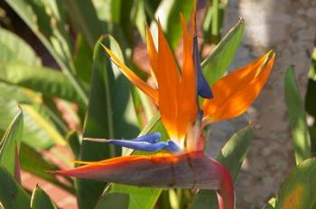 Bird-of-Paradise Flower, Sunshine Coast, Queensland, Australia | Obraz na stenu