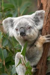 Koala, Australia | Obraz na stenu