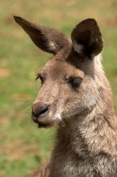 Grey Kangaroo, Australia | Obraz na stenu