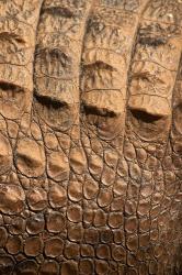 Detail of Crocodile Skin, Australia | Obraz na stenu