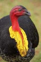 Australian Brush-Turkey, Australia | Obraz na stenu