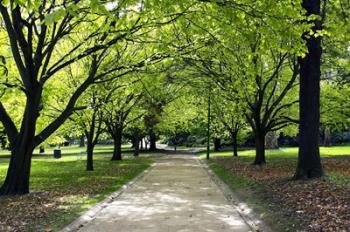 Pathway and Trees, Kings Domain, Melbourne, Victoria, Australia | Obraz na stenu