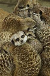 Meerkat Protecting Young, Australia | Obraz na stenu