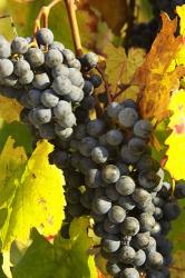 Red Grapes, Boynton's of Bright Vineyard, near Bright, Victoria, Australia | Obraz na stenu