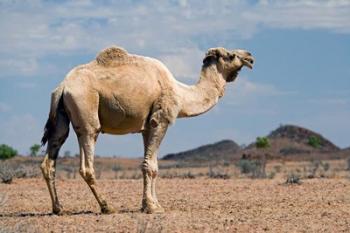 Camel near Stuart Highway, Outback, Northern Territory, Australia | Obraz na stenu
