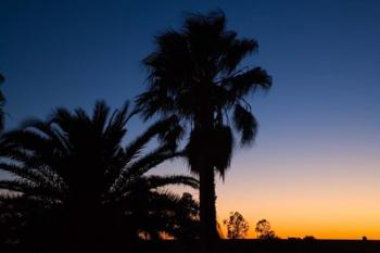 Palm Trees, Sunset, Stuart Highway, Outback, Australia | Obraz na stenu
