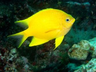 Golden Damsel fish, Great Barrier Reef, Australia | Obraz na stenu