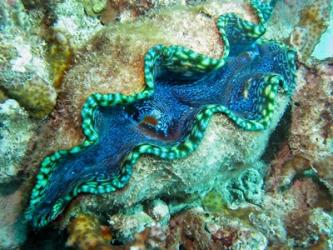 Outlet Siphon, Giant Clam, Agincourt Reef, Great Barrier Reef, North Queensland, Australia | Obraz na stenu