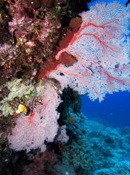 Fan Coral, Agincourt Reef, Great Barrier Reef, North Queensland, Australia | Obraz na stenu
