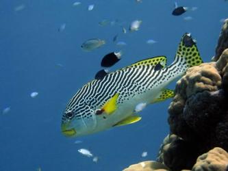 Diagonal-Banded Sweetlips, Great Barrier Reef, Australia | Obraz na stenu