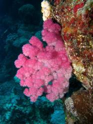 Agincourt Reef, Great Barrier Reef, Queensland, Australia | Obraz na stenu