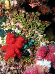 Coral, Agincourt Reef, Great Barrier Reef, North Queensland, Australia | Obraz na stenu