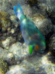 Surf Parrotfish, Low Isles, Great Barrier Reef, Australia | Obraz na stenu