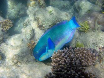 Steephead Parrotfish, Great Barrier Reef, Australia | Obraz na stenu