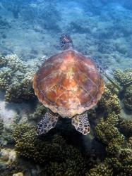 Green Turtle, Low Isles, Great Barrier Reef, North Queensland, Australia | Obraz na stenu