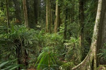 Australia, NSW, Rainforest Trees, Wonga Walk, Dorrigo NP | Obraz na stenu
