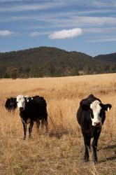 Australia, New South Wales, Wauchope, Cows, Farmland | Obraz na stenu