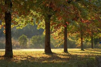 Australia, New South Wales, Khancoban, Autumn | Obraz na stenu