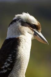 Laughing Kookaburra bird, Nambucca Heads, NSW, Australia | Obraz na stenu