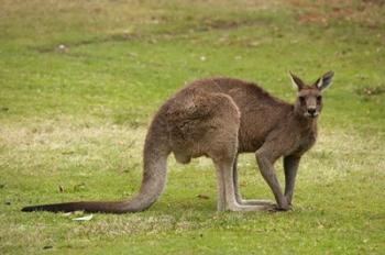 Kangaroo, Trial Bay, New South Wales, Australia | Obraz na stenu