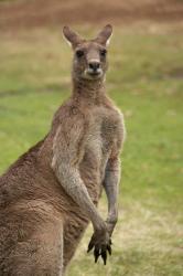 Kangaroo, Trial Bay, New South Wales, Australia | Obraz na stenu