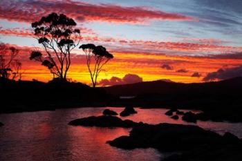 Sunset, Gum Tree, Binalong Bay, Bay of Fires, Australia | Obraz na stenu