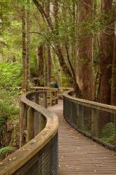 Footpath Through Forest to Newdegate Cave, Tasmania, Australia | Obraz na stenu