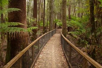 Tall Trees Walk, Mount Field National Park, Tasmania, Australia | Obraz na stenu