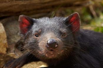 Tasmanian Devil wildlife, Southern Tasmania, Australia | Obraz na stenu