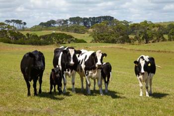Cows, Farmland, Marrawah, Tasmania, Australia | Obraz na stenu