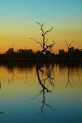 Dead trees, Lily Creek Lagoon, Lake Kununurra, Australia | Obraz na stenu