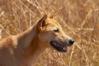 Dingo wildlife, Kakadu NP, Northern Territory, Australia | Obraz na stenu