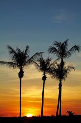 Beach, Palm trees, Mindil Beach, Darwin, Australia | Obraz na stenu