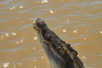 Jumping Crocodile Cruise, Adelaide River, Australia | Obraz na stenu