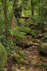 Stream, Wooroonooran National Park, North Queensland, Australia | Obraz na stenu