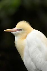 Cattle Egret (Ardea ibis), North Queensland, Australia | Obraz na stenu