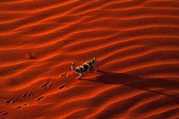 Thorny Devil, Central Desert, Australia | Obraz na stenu