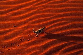 Thorny Devil, Central Desert, Australia | Obraz na stenu