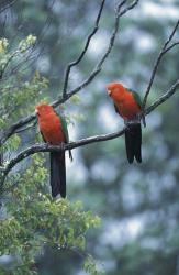 Male Australian King Parrots, Queensland, Australia | Obraz na stenu