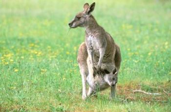 Australia, Kangaroo Island, Western Gray Kangaroos | Obraz na stenu