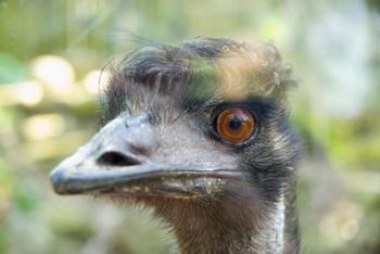 Emu's face, Taronga Zoo, Sydney, NSW, Australia | Obraz na stenu