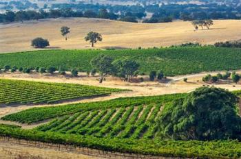 Mountadam vineyard winery on High Eden Road, Barossa Valley, Australia | Obraz na stenu