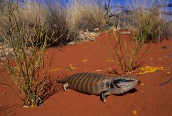 Blue-tongued Skink lizard, Ayers Rock, Australia | Obraz na stenu
