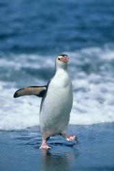 Royal Penguin, Macquarie, Austalian sub-Antarctic | Obraz na stenu