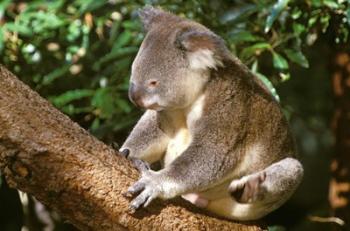 Koala, Australia | Obraz na stenu