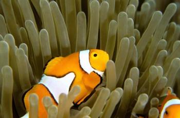 Australia, Great Barrier Reef, Clown fish | Obraz na stenu