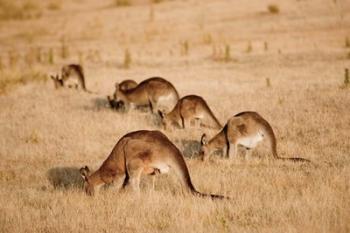 Eastern Grey Kangaroo group grazing | Obraz na stenu